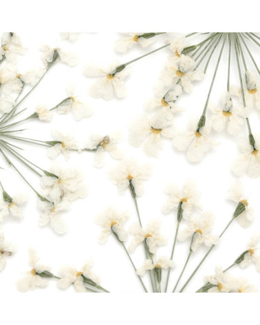 Gedroogde witte bloemen