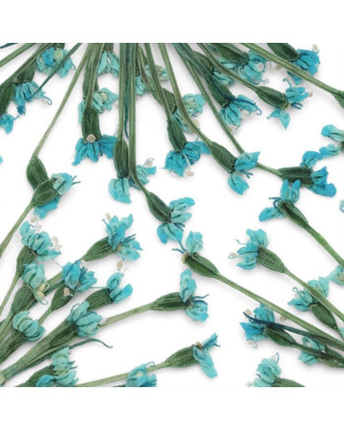 DRIED FLOWERS BLUE