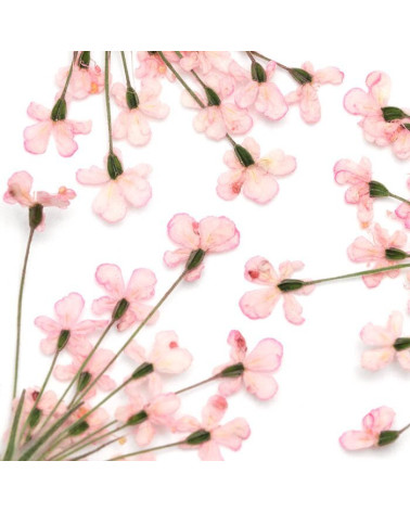 DRIED FLOWERS PINK